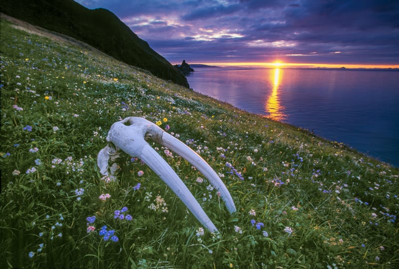 Bristol Bay, Alaska 8